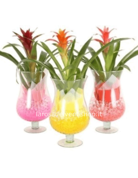 Composizione con Guzmania