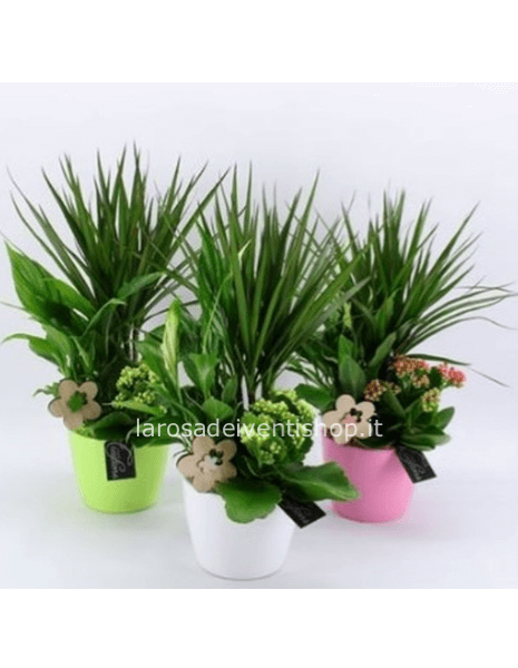 Composizione completa di vaso diametro 19 cm h 55/60 cm