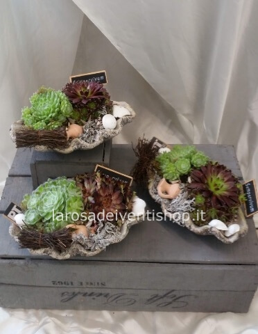 Conchiglia con composizione di piante grasse dim. 22 x17 x h 12 cm