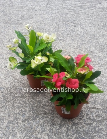 Euphorbia (Spina di Cristo) vaso 11 cm