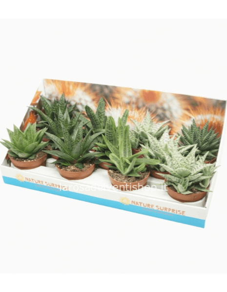 Aloe Haworthia