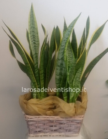 Sanseveria vaso 12 cm altezza pianta 40 cm - Confezionata da regalo