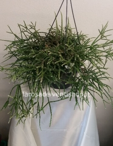 Rhipsalis pilocarpa basket 20 cm - Confezionata da regalo