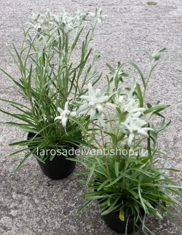 Stella Alina vaso 14 cm dim. 15/20 cm