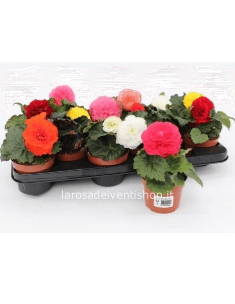 Begonia Tuberosa vaso diametro 10 cm