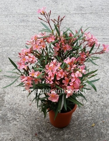 Oleandro rosa salmone (FOTO) vaso 22 cm altezza pianta 70 cm - Confezionato da regalo
