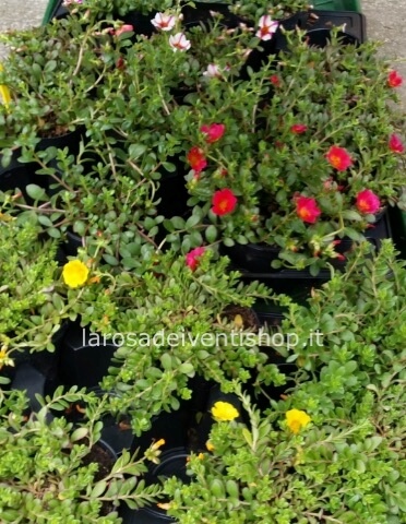 Portulaca vaso 13 cm