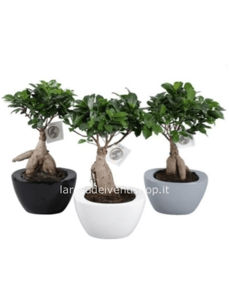 Bonsai Ficus Ginseng