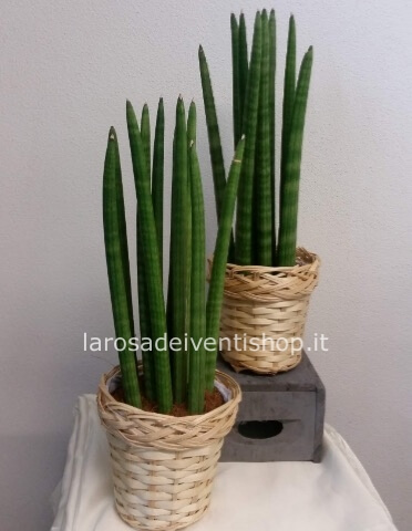 Sanseveria Cylindrica vaso 10 cm altezza pianta 40 cm - on vasetto in ceramica colorato
