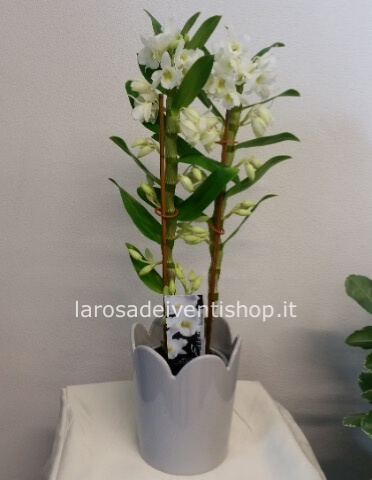 Dendrobium vaso 12 cm altezza pianta 55 cm - Confezionato da regalo