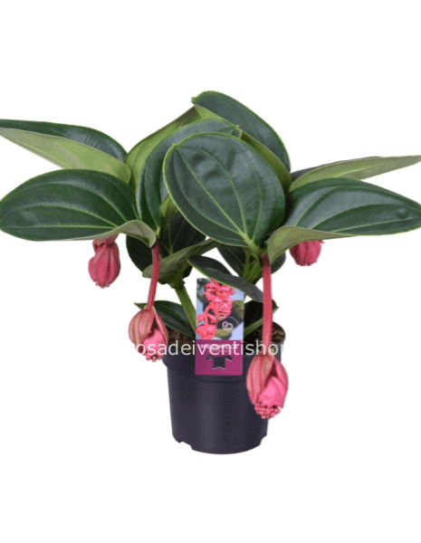 Medinilla Magnifica