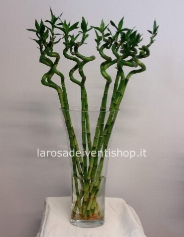 Lucky Bamboo contorto h. 60 cm