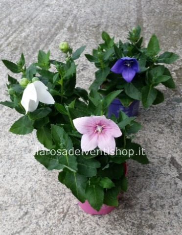 Platycodon vaso 10/12 cm altezza pianta 20/25 cm