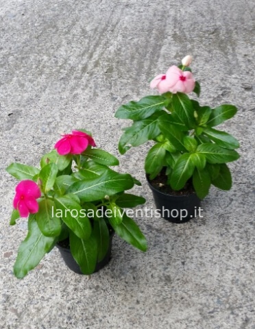 Vinca vaso 11 cm altezza pianta c.a. 10/15 cm