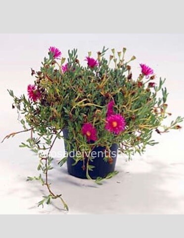 Mesebriantemo rosso vaso 14 cm altezza pianta 15 cm