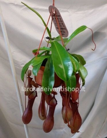 Nepenthes basket 14 cm lunghezza pianta 30/35 cm - Confezionata da regalo