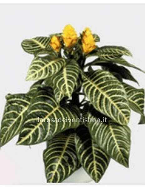 Aphelandra