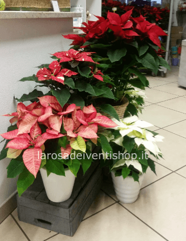 Stella di natale vaso 10 cm multiflora