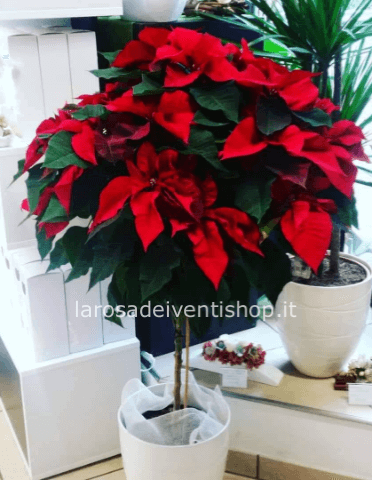 Stella di natale rossa ad albero altezza 120 cm diametro chioma 65/70 cm - Confezionata da regalo