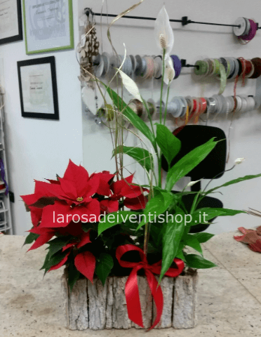 Composizione natalizia con spatiphillo, stella di natale e cestino in legno sbiancato come in foto.