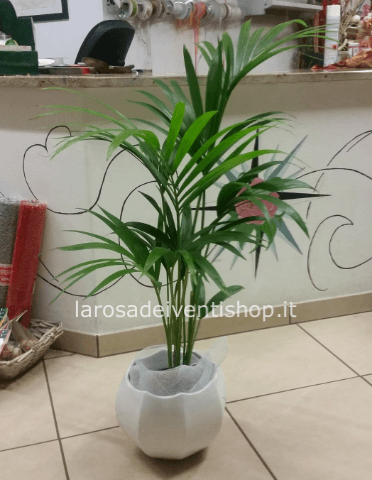 Kenzia Areca vaso 24 cm altezza pianta 180 cm - Confezionata da regalo