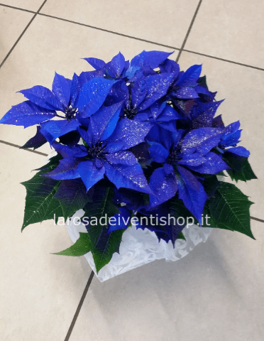 Stella di natale blu con glitter argento v. 14