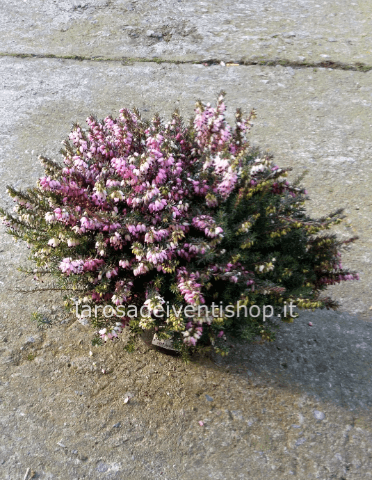 Erica perenne vaso 12 cm