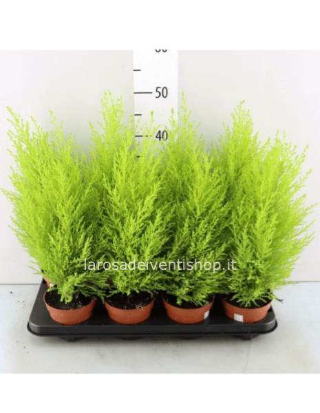 Cipresso chiaro vaso diametro 12 cm altezza 40 cm