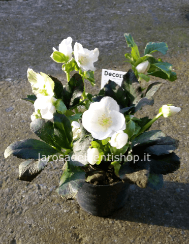 Helleborus vaso diametro  13 cm
