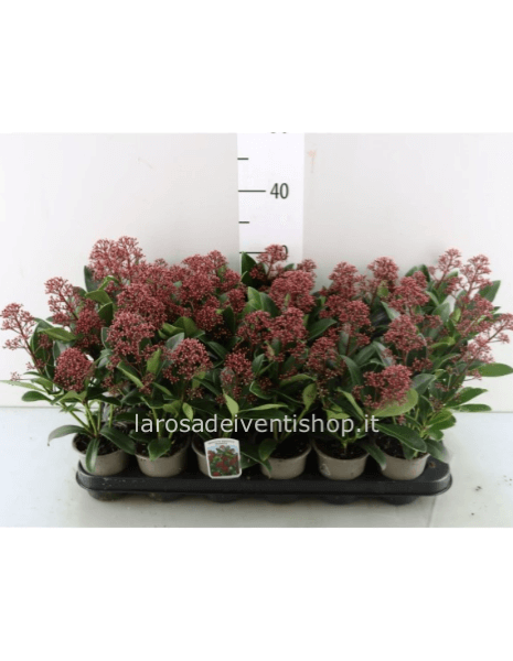 Skimmia Japponica vaso 9 cm
