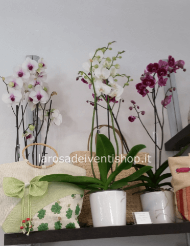 Orchidea Phalenopsis a fiore grande vaso 15 cm altezza pianta 100 cm - Confezionata da regalo