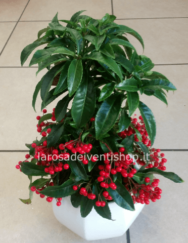 Ardisia v. 14 cm confezionata da regalo