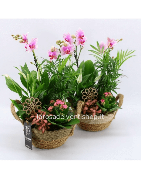Composizione mista con Phalenopsis e cestino diametro 21 h c.a. 40 cm