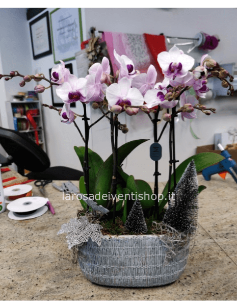 Composizione Phalenopsis 