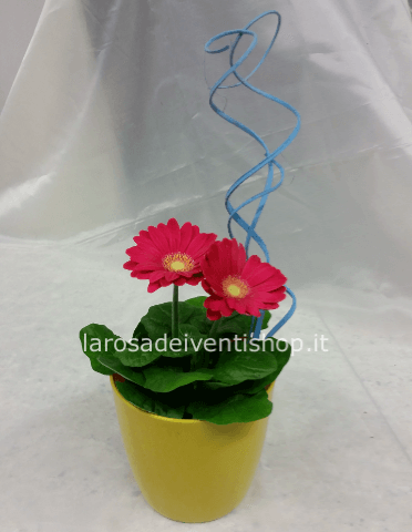 Gerbera con vasetto colorato in Pvc lucido confezionata da regalo come in foto