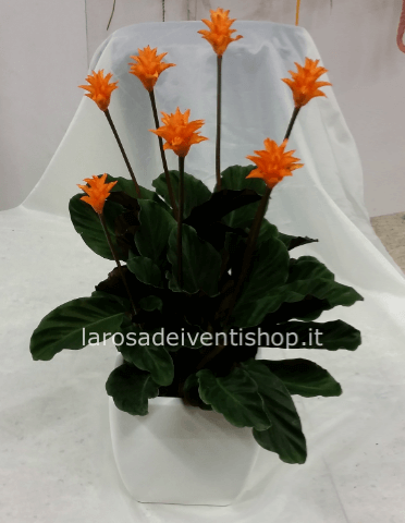 Calathea Crocata vaso 14 cm confezionata da regalo