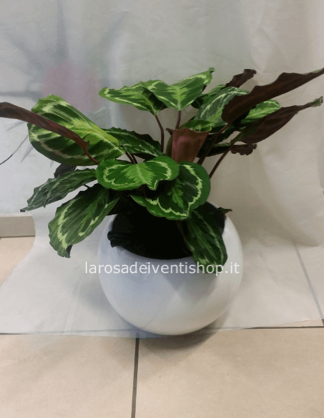 Calathea Makoyana