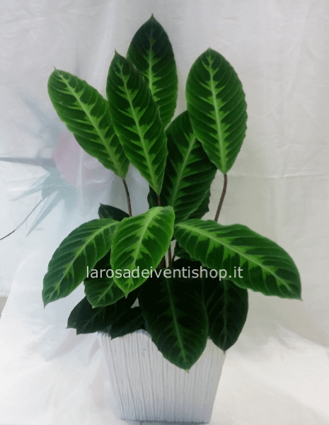 Calathea Zebrina