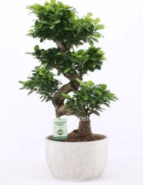 Bonsai di Ficus Ginseng  grande con vaso quadrato grigio 40x40 cm - Confezionato da regalo