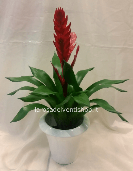 Vriesea vaso 12 cm confezionata da regalo