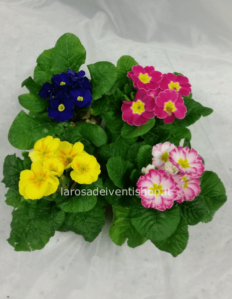 Pianta di Primula vaso 10 cm