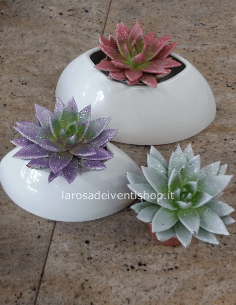 Echeveria colorata vaso 10 cm confezionata da regalo