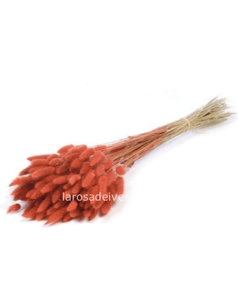 Lagurus secco color pesca mazzo 20 gr lunghezza 50-60 cm