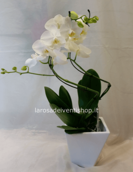 Orchidea Phalenopsis spirale