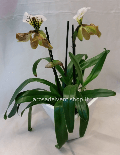  Orchidea Paphiopedilum vaso 12 cm - Confezionata da regalo