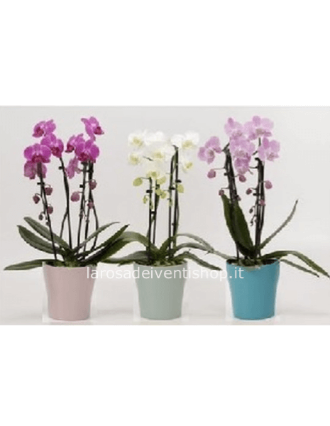 Orchidea Phalenopsis cascata fiore grosso