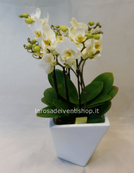 Phalenopsis 4 rami fiore piccolo