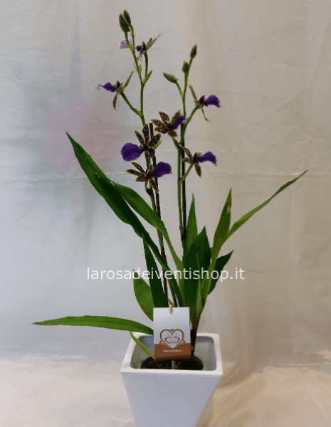 Orchidea Zygopetalum