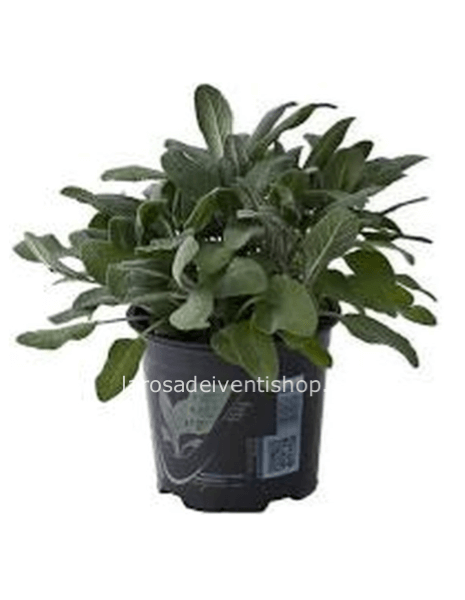 Pianta di salvia in vaso diametro 14 cm