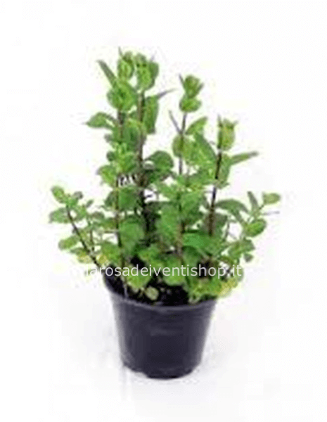 Pianta di menta in vaso diametro 14 cm 